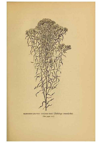 Reproducción/Reproduction 49304408577: Harper's guide to wild flowers,. New York,Harper,1912.. 