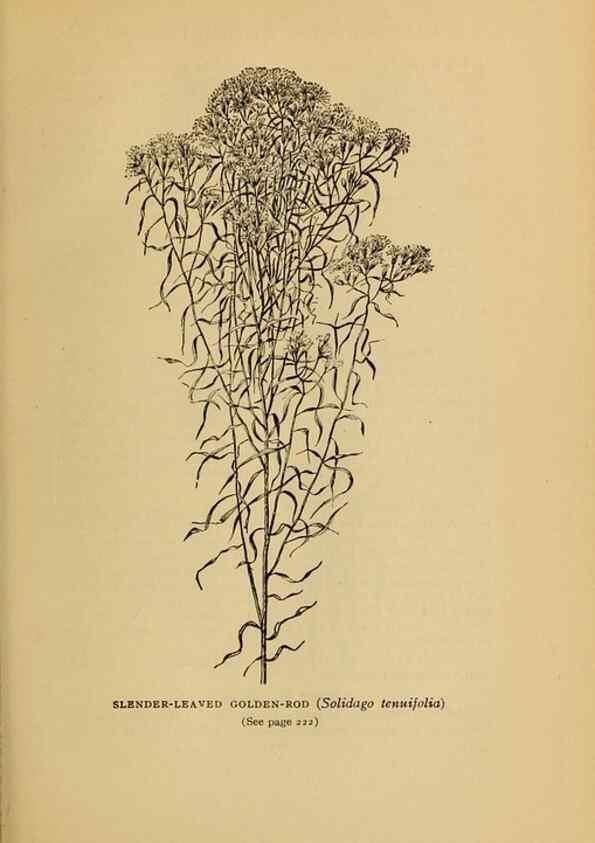 Reproducción/Reproduction 49304408577: Harper's guide to wild flowers,. New York,Harper,1912.. 