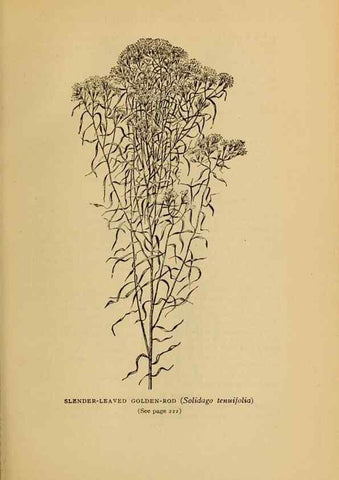 Reproducción/Reproduction 49304408577: Harper's guide to wild flowers,. New York,Harper,1912.. 