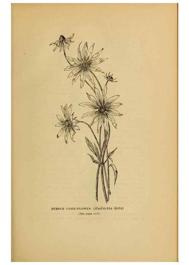 Reproducción/Reproduction 49304408832: Harper's guide to wild flowers,. New York,Harper,1912.. 