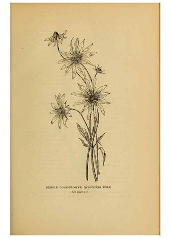 Reproducción/Reproduction 49304408832: Harper's guide to wild flowers,. New York,Harper,1912.. 