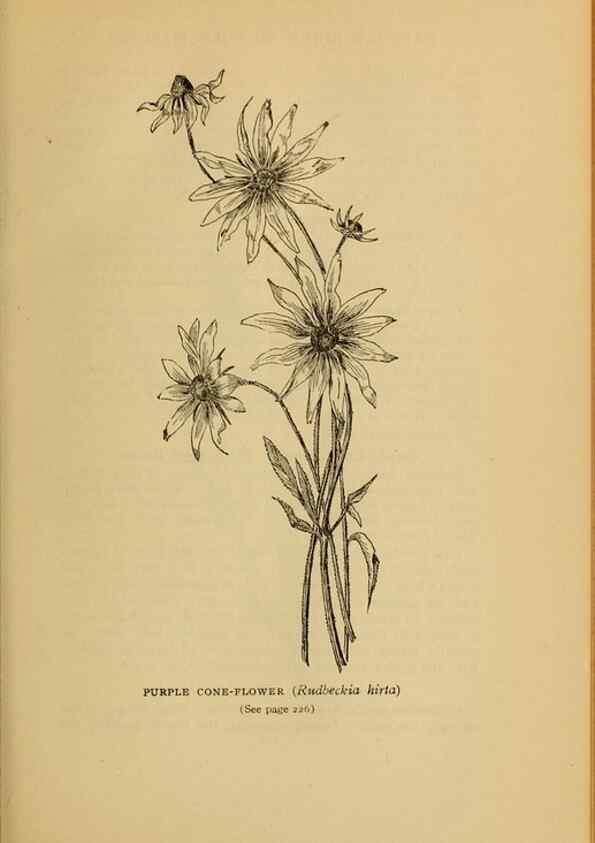 Reproducción/Reproduction 49304408832: Harper's guide to wild flowers,. New York,Harper,1912.. 