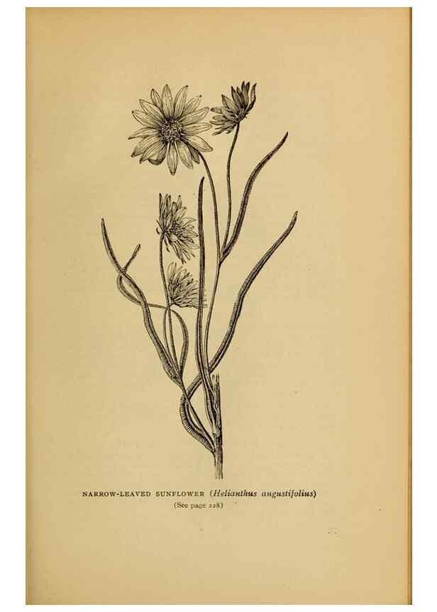 Reproducción/Reproduction 49304409052: Harper's guide to wild flowers,. New York,Harper,1912.. 