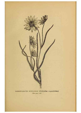 Reproducción/Reproduction 49304409052: Harper's guide to wild flowers,. New York,Harper,1912.. 