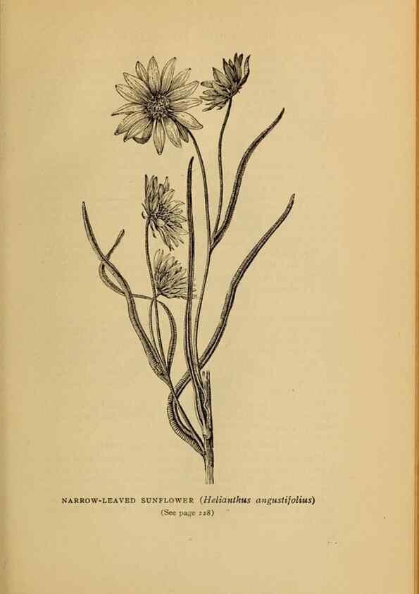 Reproducción/Reproduction 49304409052: Harper's guide to wild flowers,. New York,Harper,1912.. 