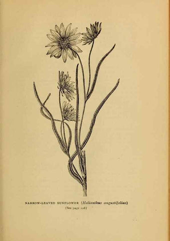 Reproducción/Reproduction 49304409052: Harper's guide to wild flowers,. New York,Harper,1912.. 