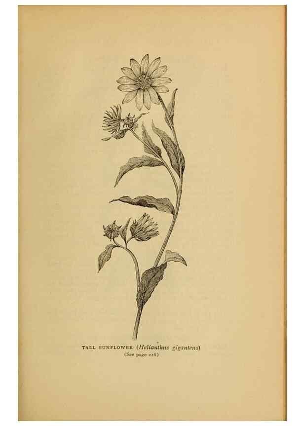 Reproducción/Reproduction 49304409352: Harper's guide to wild flowers,. New York,Harper,1912.. 