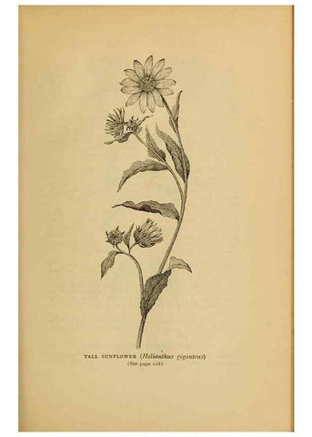 Reproducción/Reproduction 49304409352: Harper's guide to wild flowers,. New York,Harper,1912.. 