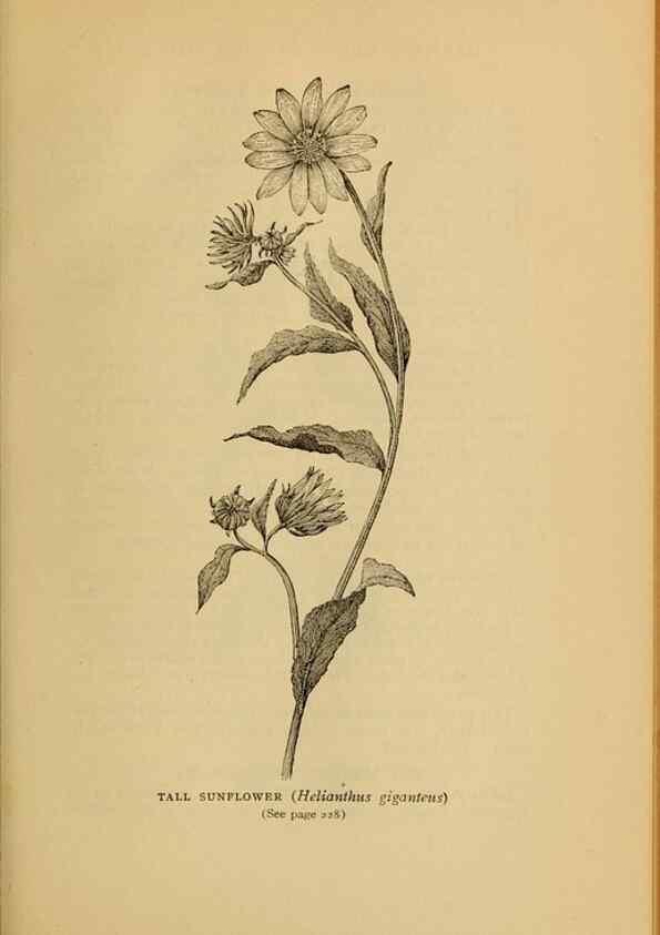 Reproducción/Reproduction 49304409352: Harper's guide to wild flowers,. New York,Harper,1912.. 