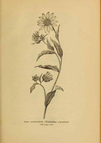 Reproducción/Reproduction 49304409352: Harper's guide to wild flowers,. New York,Harper,1912.. 