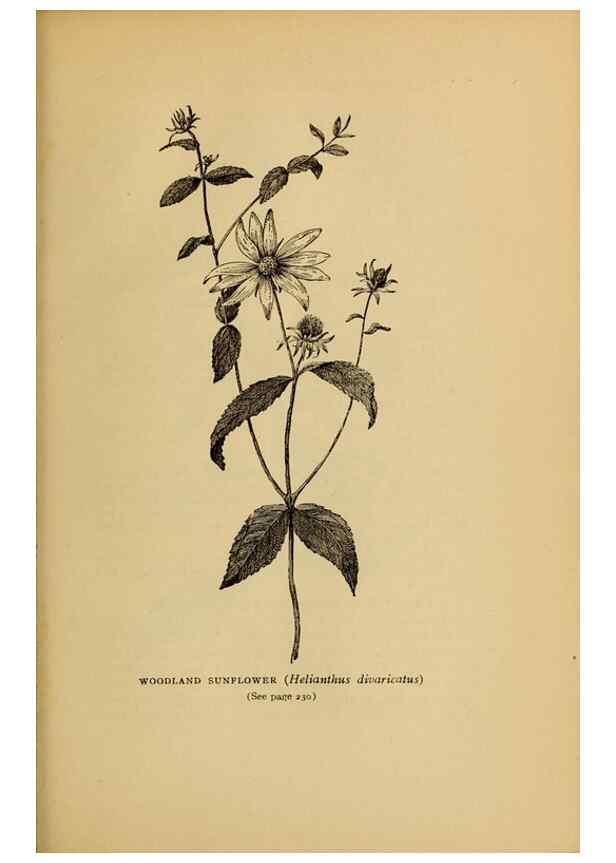 Reproducción/Reproduction 49304409657: Harper's guide to wild flowers,. New York,Harper,1912.. 