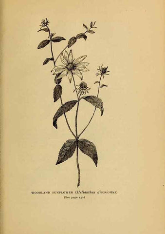 Reproducción/Reproduction 49304409657: Harper's guide to wild flowers,. New York,Harper,1912.. 