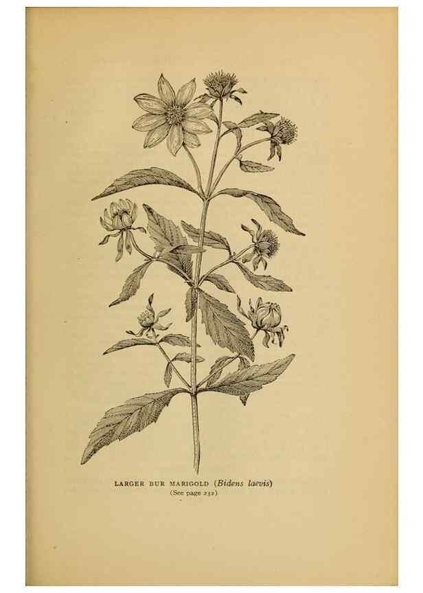 Reproducción/Reproduction 49303711528: Harper's guide to wild flowers,. New York,Harper,1912.. 