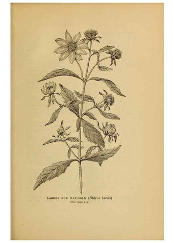 Reproducción/Reproduction 49303711528: Harper's guide to wild flowers,. New York,Harper,1912.. 