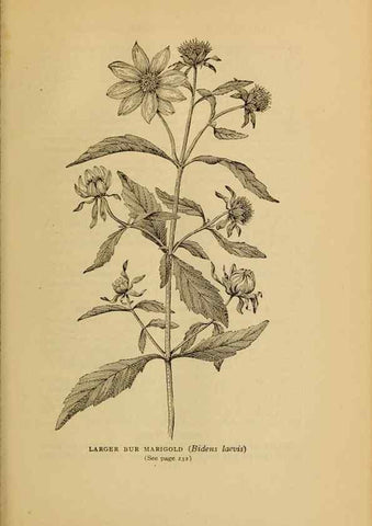 Reproducción/Reproduction 49303711528: Harper's guide to wild flowers,. New York,Harper,1912.. 
