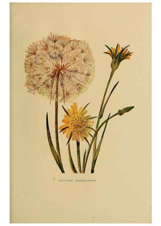 Reproducción/Reproduction 49304410227: Harper's guide to wild flowers,. New York,Harper,1912.. 