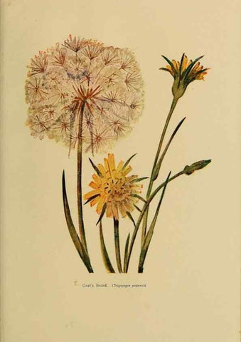 Reproducción/Reproduction 49304410227: Harper's guide to wild flowers,. New York,Harper,1912.. 