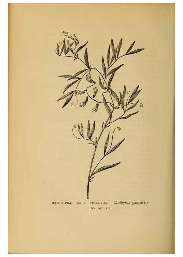 Reproducción/Reproduction 49304417722: Harper's guide to wild flowers,. New York,Harper,1912.. 