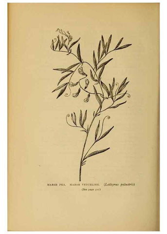 Reproducción/Reproduction 49304417722: Harper's guide to wild flowers,. New York,Harper,1912.. 