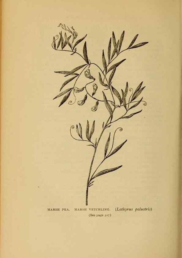 Reproducción/Reproduction 49304417722: Harper's guide to wild flowers,. New York,Harper,1912.. 