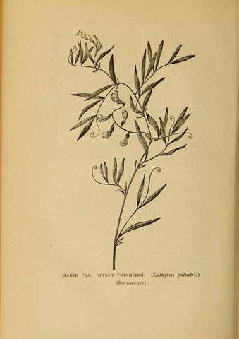 Reproducción/Reproduction 49304417722: Harper's guide to wild flowers,. New York,Harper,1912.. 