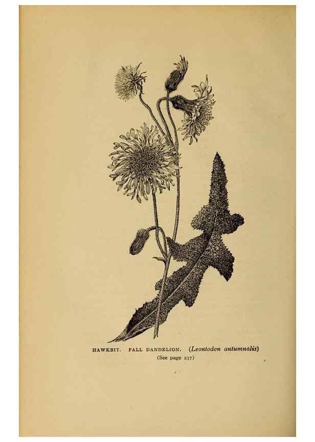 Reproducción/Reproduction 49304410517: Harper's guide to wild flowers,. New York,Harper,1912.. 