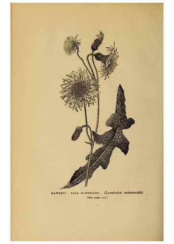 Reproducción/Reproduction 49304410517: Harper's guide to wild flowers,. New York,Harper,1912.. 