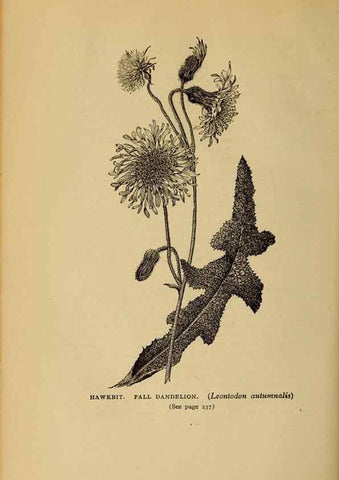 Reproducción/Reproduction 49304410517: Harper's guide to wild flowers,. New York,Harper,1912.. 