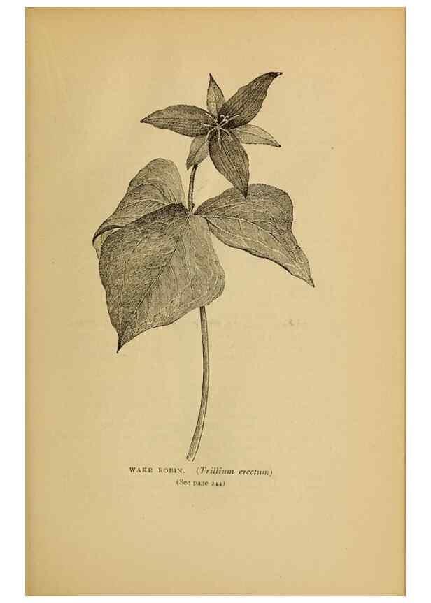 Reproducción/Reproduction 49303712773: Harper's guide to wild flowers,. New York,Harper,1912.. 
