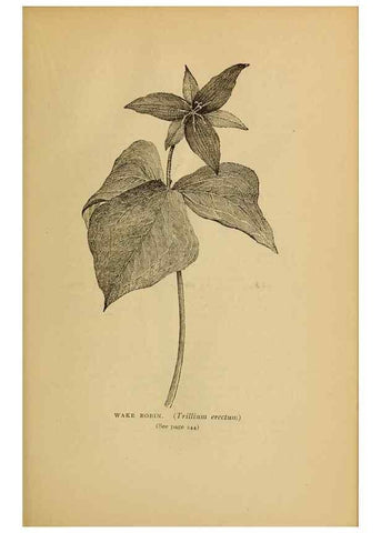 Reproducción/Reproduction 49303712773: Harper's guide to wild flowers,. New York,Harper,1912.. 