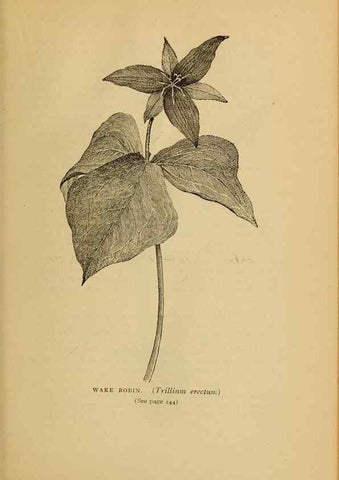 Reproducción/Reproduction 49303712773: Harper's guide to wild flowers,. New York,Harper,1912.. 
