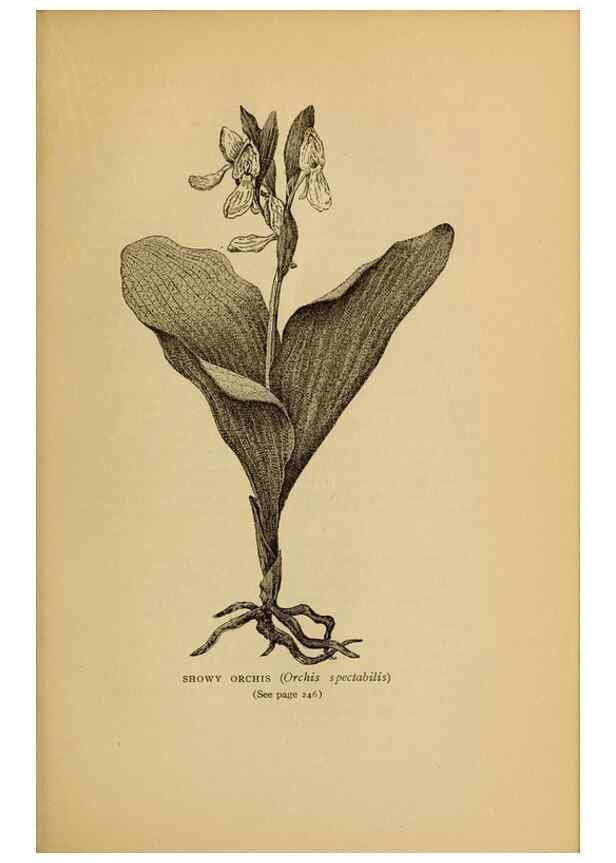 Reproducción/Reproduction 49304201741: Harper's guide to wild flowers,. New York,Harper,1912.. 