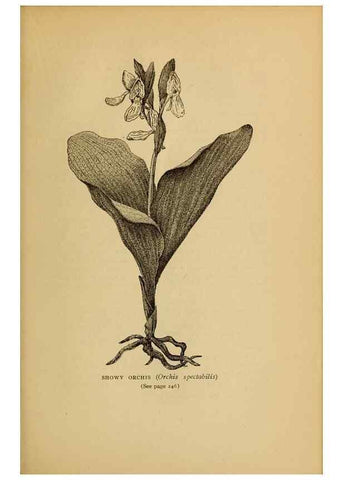 Reproducción/Reproduction 49304201741: Harper's guide to wild flowers,. New York,Harper,1912.. 