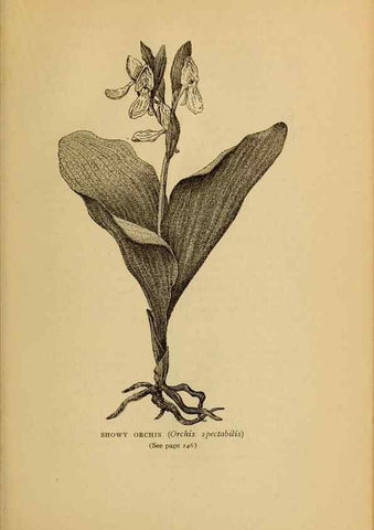 Reproducción/Reproduction 49304201741: Harper's guide to wild flowers,. New York,Harper,1912.. 
