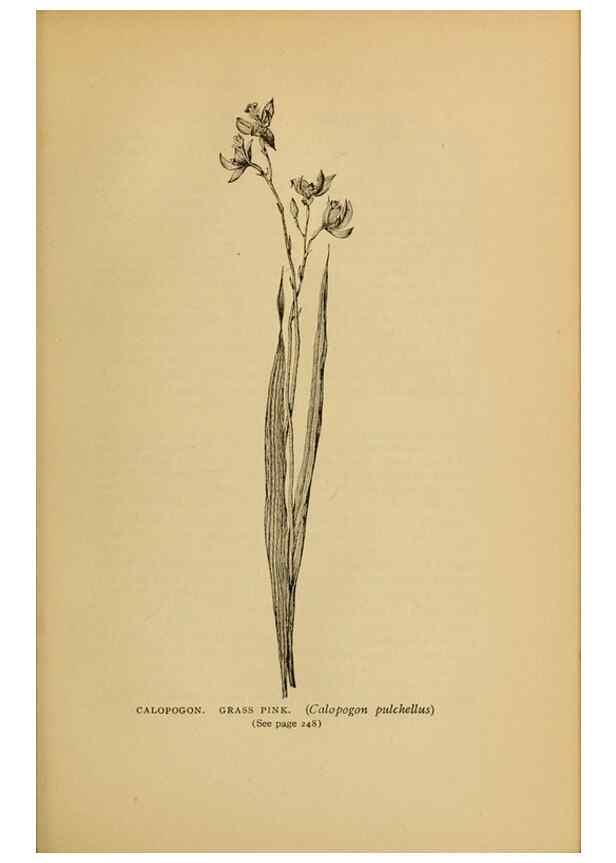 Reproducción/Reproduction 49303713273: Harper's guide to wild flowers,. New York,Harper,1912.. 
