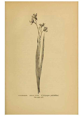 Reproducción/Reproduction 49303713273: Harper's guide to wild flowers,. New York,Harper,1912.. 