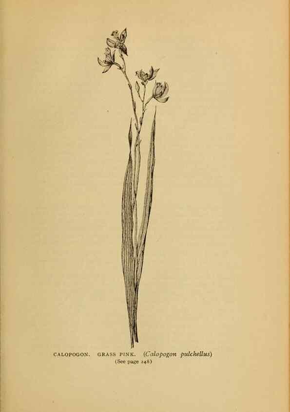 Reproducción/Reproduction 49303713273: Harper's guide to wild flowers,. New York,Harper,1912.. 