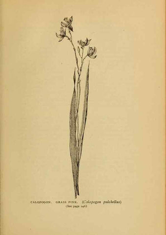 Reproducción/Reproduction 49303713273: Harper's guide to wild flowers,. New York,Harper,1912.. 
