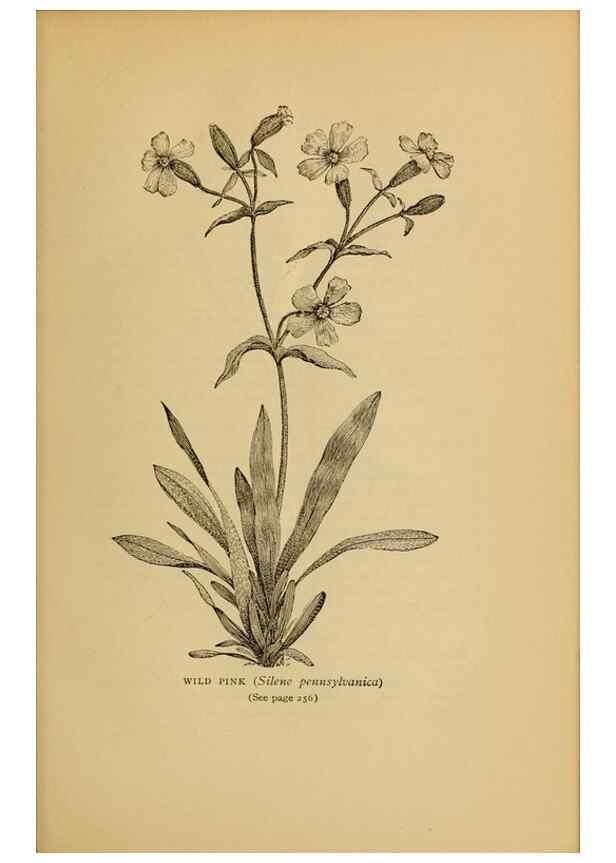 Reproducción/Reproduction 49304202296: Harper's guide to wild flowers,. New York,Harper,1912.. 