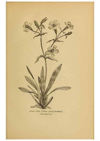 Reproducción/Reproduction 49304202296: Harper's guide to wild flowers,. New York,Harper,1912.. 