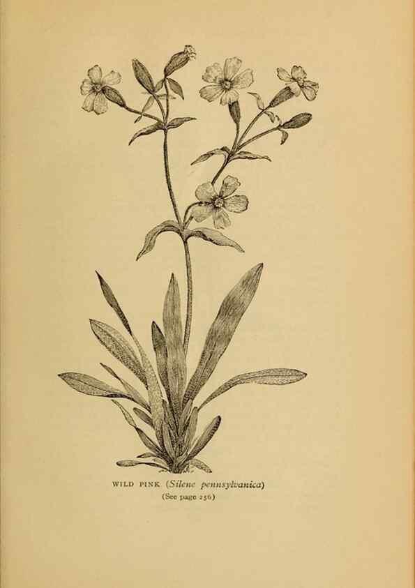 Reproducción/Reproduction 49304202296: Harper's guide to wild flowers,. New York,Harper,1912.. 