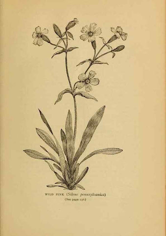 Reproducción/Reproduction 49304202296: Harper's guide to wild flowers,. New York,Harper,1912.. 