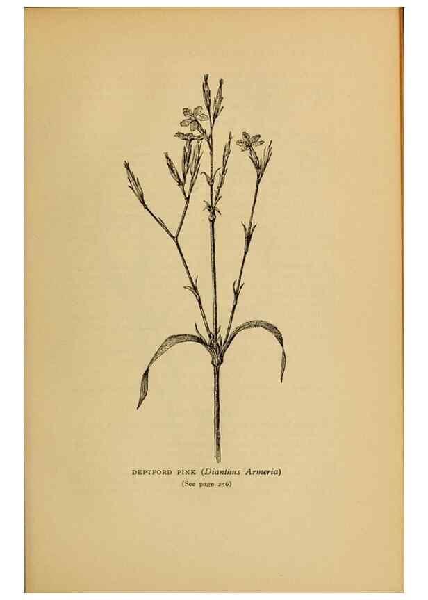 Reproducción/Reproduction 49304412207: Harper's guide to wild flowers,. New York,Harper,1912.. 