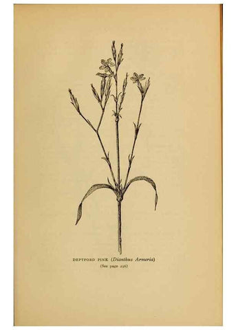Reproducción/Reproduction 49304412207: Harper's guide to wild flowers,. New York,Harper,1912.. 