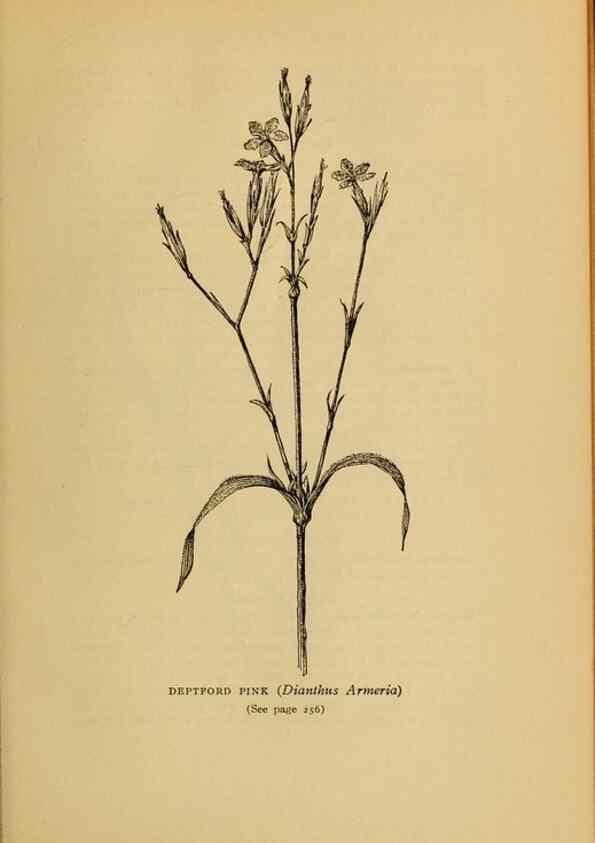 Reproducción/Reproduction 49304412207: Harper's guide to wild flowers,. New York,Harper,1912.. 