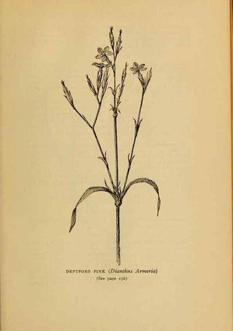 Reproducción/Reproduction 49304412207: Harper's guide to wild flowers,. New York,Harper,1912.. 