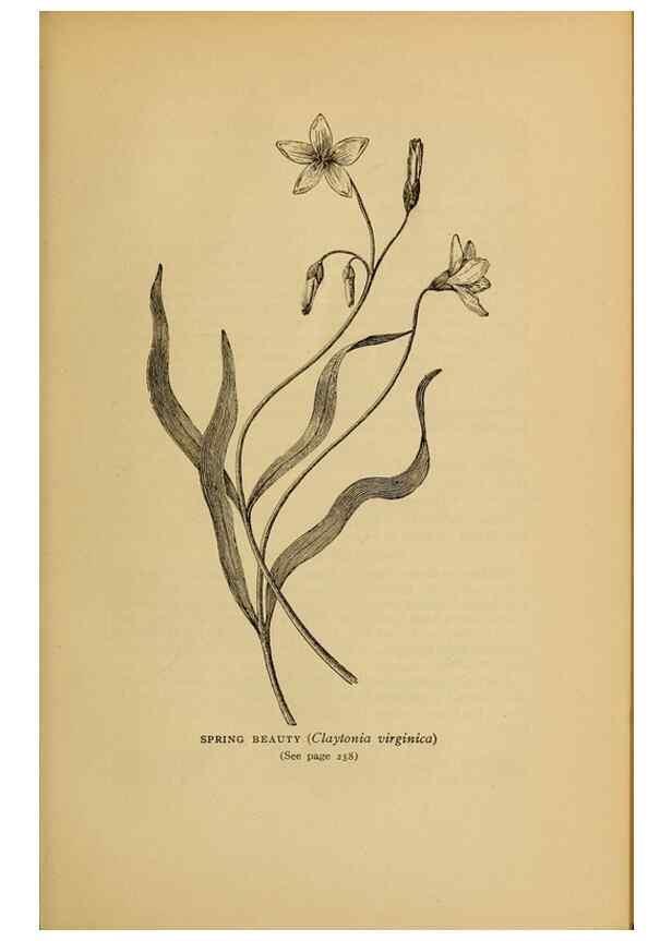 Reproducción/Reproduction 49304412457: Harper's guide to wild flowers,. New York,Harper,1912.. 