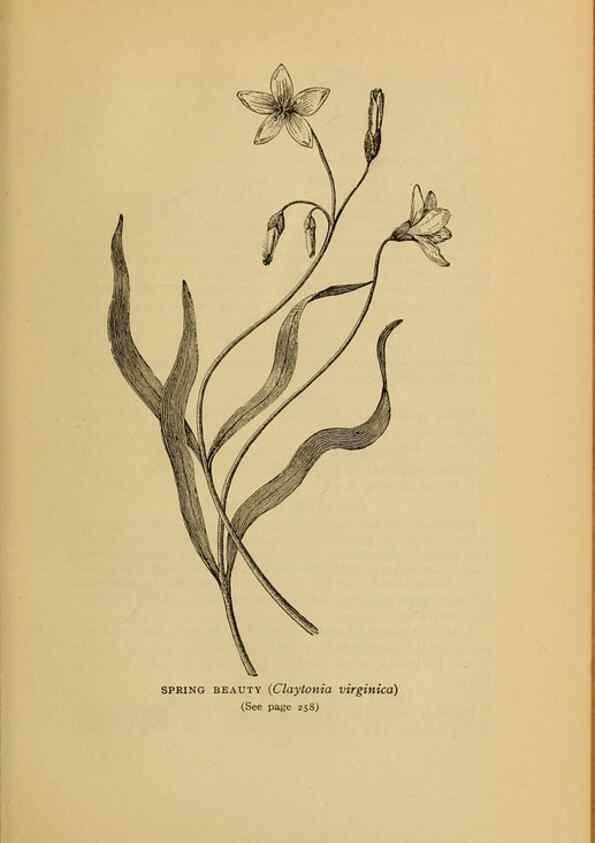 Reproducción/Reproduction 49304412457: Harper's guide to wild flowers,. New York,Harper,1912.. 