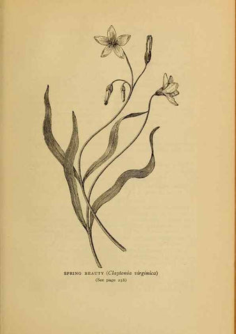 Reproducción/Reproduction 49304412457: Harper's guide to wild flowers,. New York,Harper,1912.. 