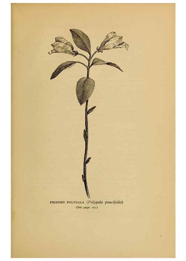 Reproducción/Reproduction 49304412707: Harper's guide to wild flowers,. New York,Harper,1912.. 